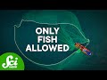 Sustainable Fishing Practices and Bycatch
