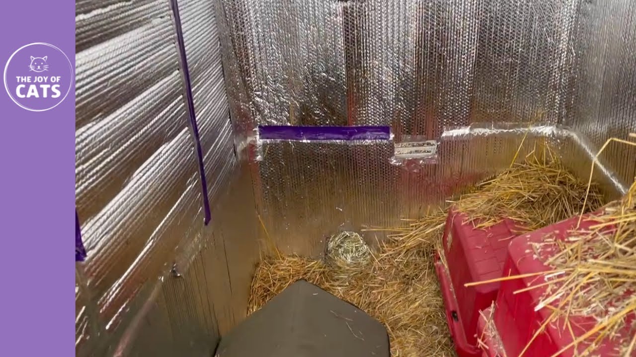 Tour of my cat shed (shelter for the outdoor cats) YouTube