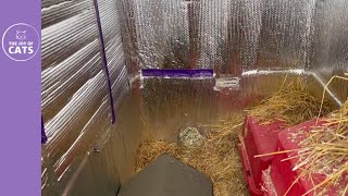 Tour of my cat shed (shelter for the outdoor cats)