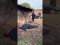 What had the boy done to the police officer? Part 2 #suspensestories #films