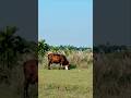 beautiful  Bengal and paddy cultivation #nature #ytshorts #shorts #peaceful #village  #paddy field
