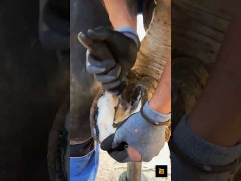 نعل بندی اسب یا تعویض نعل اسب