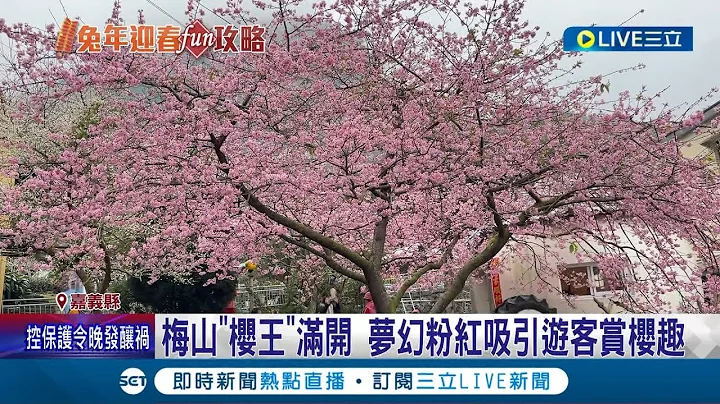 根本人間仙境! 梅山"櫻王"滿開 夢幻粉紅吸引遊客賞櫻趣 櫻花"李花"爆開滿山白宛如賞雪 民興奮打卡拍照大呼驚艷│記者 廖國雄 李香儀│【玩樂freestyle】20230128│三立新聞台 - 天天要聞