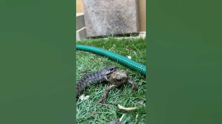 Keelback snake found snacking on cane toad in Queensland garden