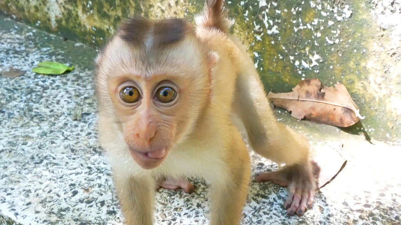 Pity Baby Sariko From Mama Sarika ha been hu-rt in the right eye ...