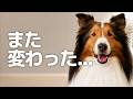 要求がコロコロ変わるシェルティに振り回されました【会話ボタンでしゃべる犬】 #犬 #ペット