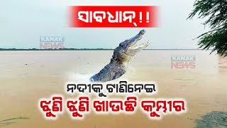 Special Report: Crocodile Terror In Jajpur After Woman Dragged By Crocodile Into River