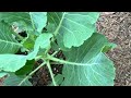 Live SundayMay 28, 2026 proud Grandma Garden Network “Companion Planting in Pots”