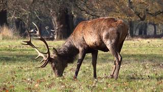 Stag in Windsor Great Park by FurLinedUK 39 views 4 years ago 12 seconds