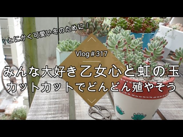 【Vlog317】【多肉植物】可愛い冬のために💖乙女心と虹の玉をカットカットでどんどん殖やそう【挿し木】【セダム】