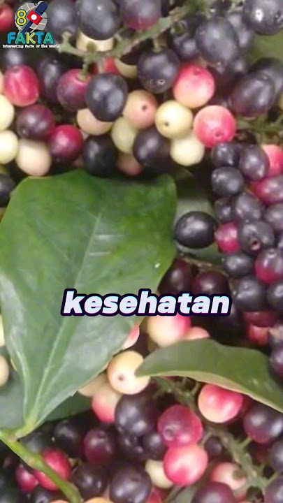 Tahukah kamu.?? Fakta manfaat buah buni untuk kesehatan