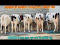 42000 से शुरू हैं आज के दाम। गाय भैंसें सब कुछ मिलेगा। दूध नाप कर खरीदो। Tanger Dairy Farm, Bathinda