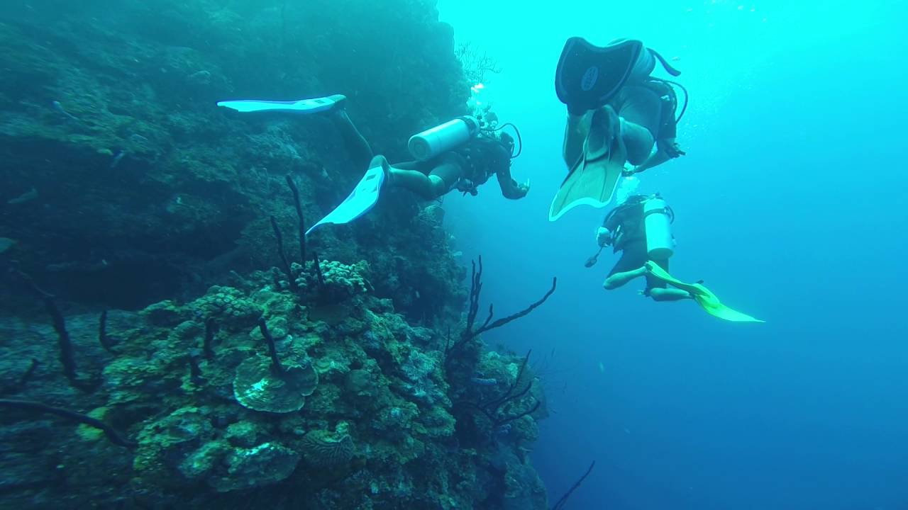 Scuba Diving - The Aquarium, Belize [1] - YouTube