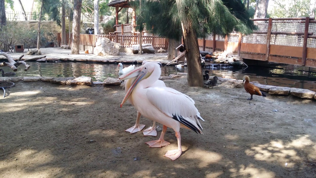 Limassol Zoo Zoologicheska Gradina Limasol