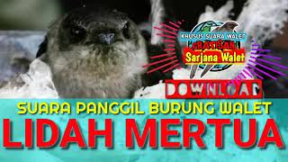 🔴DOWNLOAD SP. LIDAH MERTUA, Suara Panggil Burung Walet || Sound Swiftlet