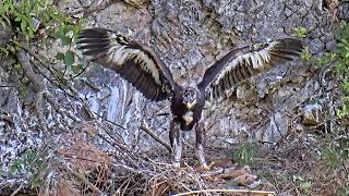 伊吹山のイヌワシ子育てライブC1 2026-06-27_16:00〜 / Remote Live Streaming of Golden Eagles in Mt. Ibuki, Japan