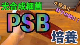 PSBの簡単培養方法！水質浄化＆針子の餌にぴったり☆でも、臭いが....