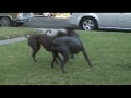 Xolo and Peruvian Hairless Playing and "teeth boxing" の動画、YouTube動画。