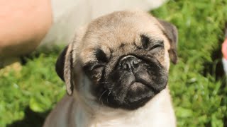 Cute Pug Life (My Dog Compilation)