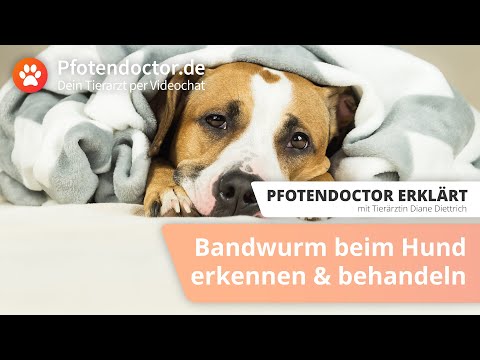 Video: Wie sehen Hunde-Bandwürmer aus?