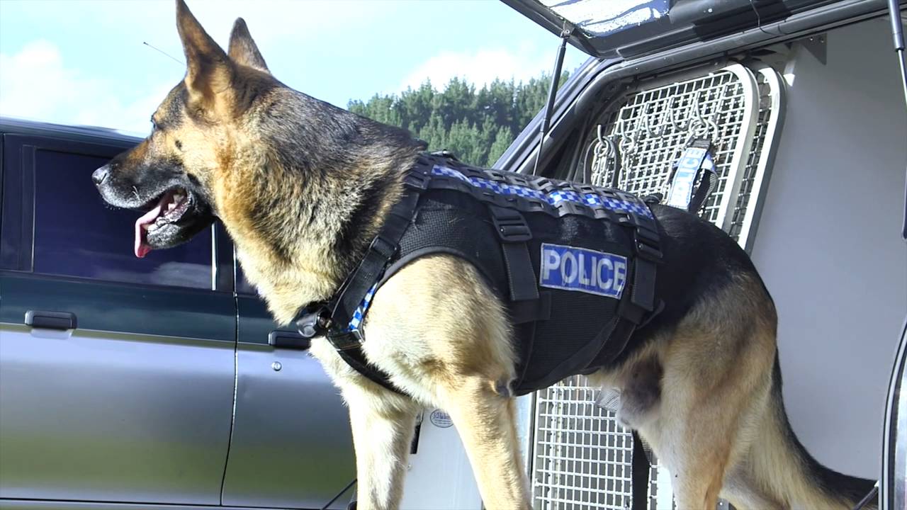 Сила укуса овчарки. Police Dog k9 Шеврон. K9 Police Dogs. К9 Police. Police k9 немецкая овчарка.