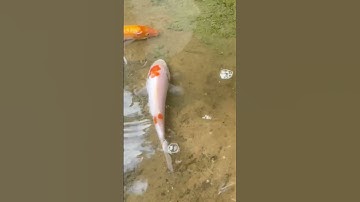 Bắt con cá vàng ở mương , bắt cá koi đẹp quá