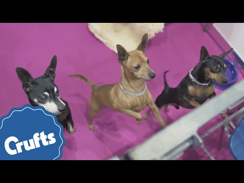 Video: Miniature Pinscher Hundeavl Allergivenlig, Sundhed Og Levetid