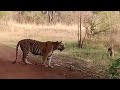 "Hunt Mode: Tiger’s in Action" #tiger #trending #shorts #new 3 tigers killed wild buffalo #tadoba