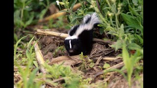 What To Do If You Find...A Baby Skunk!