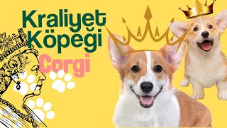 Çoban Köpeğinden İngiliz Kraliyetine Uzanan Bir Hikaye - Corgi Pembroke Welsh Corgi