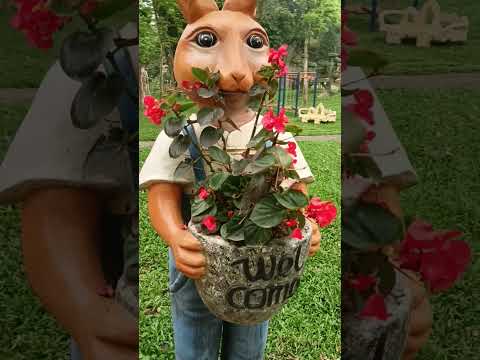 Chú thỏ con #chuthocon #thỏ #shorts