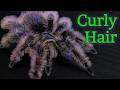 Fast Facts: Curly Hair Tarantula - Tliltocatl albopilosus