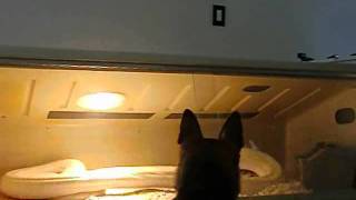 Big Python Grabs Rabbit With Powerful Strike