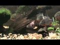 Piranha feeding frenzy