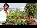 रामविलास सिंह जी ऐसे उगाते हैं एक पौधे से पूरे परिवार के लिए ढेरों मिर्ची
