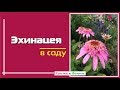 Эхинацея. Надежные сорта. Как вырастить и с чем сочетается в саду.