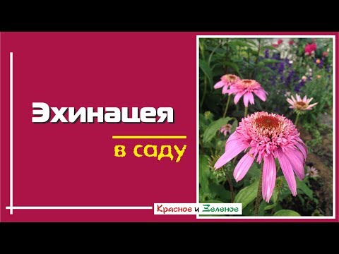 Video: Hvad symboliserer Echinacea?