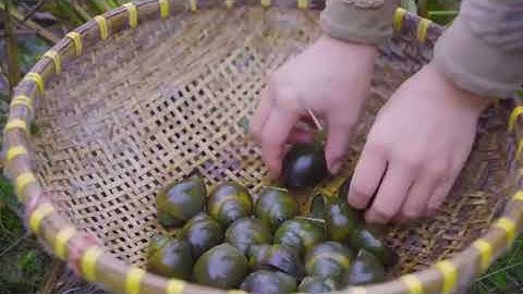 TIMELAPSE -- Build Large Nest for Ducks to Incubate Eggs, 1000+ Ducklings Hatching From Eggs