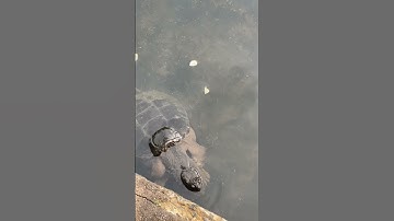 Snapping turtles mating