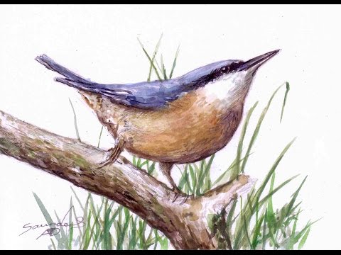 Nuthatch Bird: Time Lapse Watercolour Painting