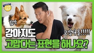 [Eng sub] Do dogs express gratitude?