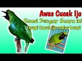 Suara cucak ijo bikin emosi lawan,cocok buat ngecas cucak ijo malas bunyi #cucakijo #cucakijogacor