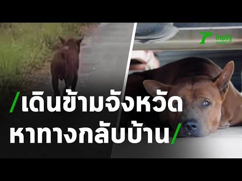 วิ่ง 60 กม. หมาไทยหลังอานสีน้ำตาลพลัดหลง | 24-09-63 | ข่าวเที่ยงไทยรัฐ