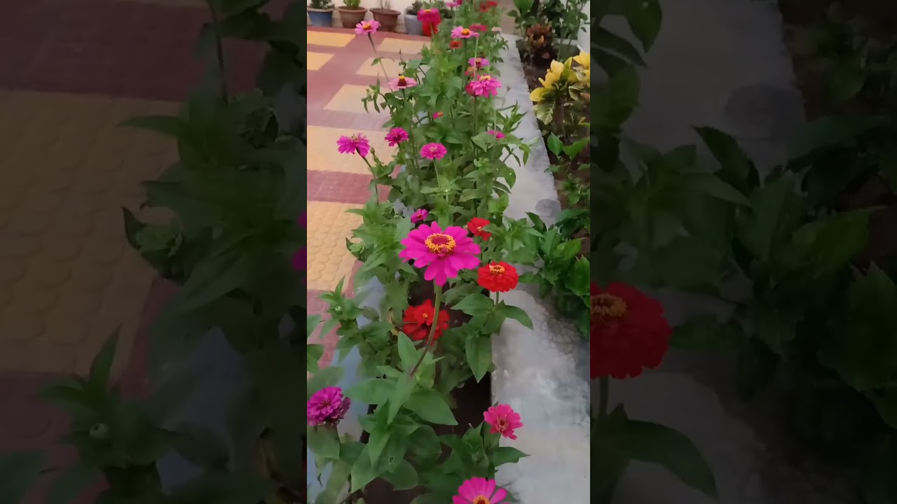 SUMMER FLOWER ZINNIA STARTED BLOOMING IN MY GARDEN!!! 