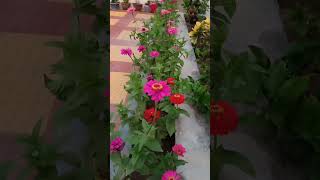 Summer Flower Zinnia Started Blooming In My Garden