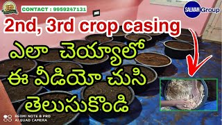 For Milky Mushroom cultivation training in telugu contact us 9959247131 | Agriculture Graduates