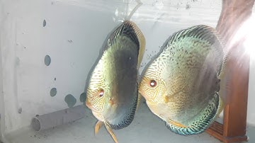 Cá dĩa / cá dĩa đẻ /  cá dĩa xanh da rắn đang giử con/ Snake-skin green discus are holding children