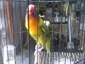 Burung Love Bird Juara Ngekek Panjang Nyengklak !!!Pemancing Love Bird