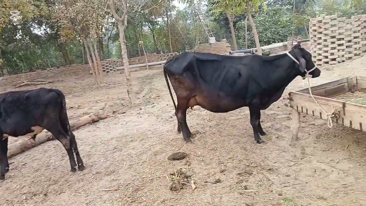 Cow Red water Treatment  Cow Blood Perasite Treatment Cow Babisioses @Dr.Fahed Tanveer kamboh 