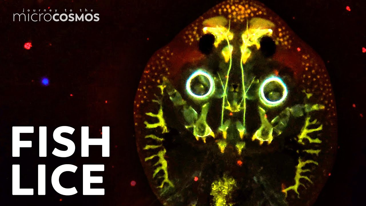 The Fish Sucking Lice That Aren’t Lice